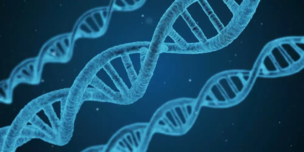 Dna Dieta Tabulka