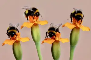 Bumble Bff